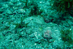 Chaenopsis alepidota