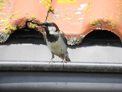 Passer domesticus