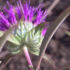 Monardella douglasii