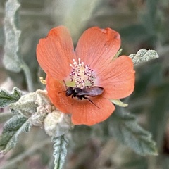 Macroteropsis