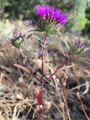 Monardella douglasii