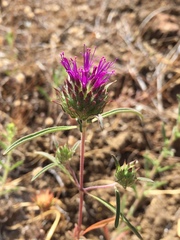 Monardella douglasii