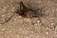 Diestrammena unicolor