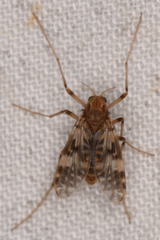 Psectrotanypus dyari