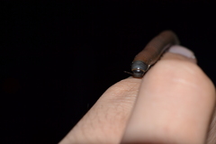 Acanthoiulus fuscipes