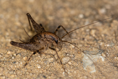Diestrammena unicolor