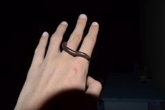 Acanthoiulus fuscipes