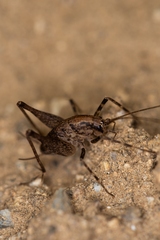 Diestrammena unicolor
