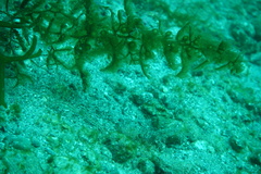 Chaenopsis alepidota