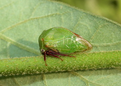 Stictocephala lutea