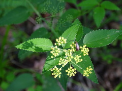 Adela caeruleella