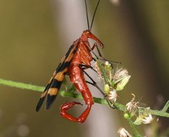 Nuptial Scorpionfly