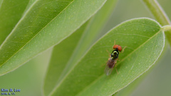 Microchrysa flaviventris
