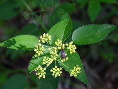 Adela caeruleella