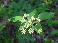 Adela caeruleella