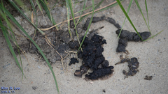 Nyctereutes procyonoides