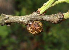 Andricus murtfeldtae