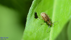 Galerucella grisescens