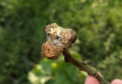 Andricus murtfeldtae