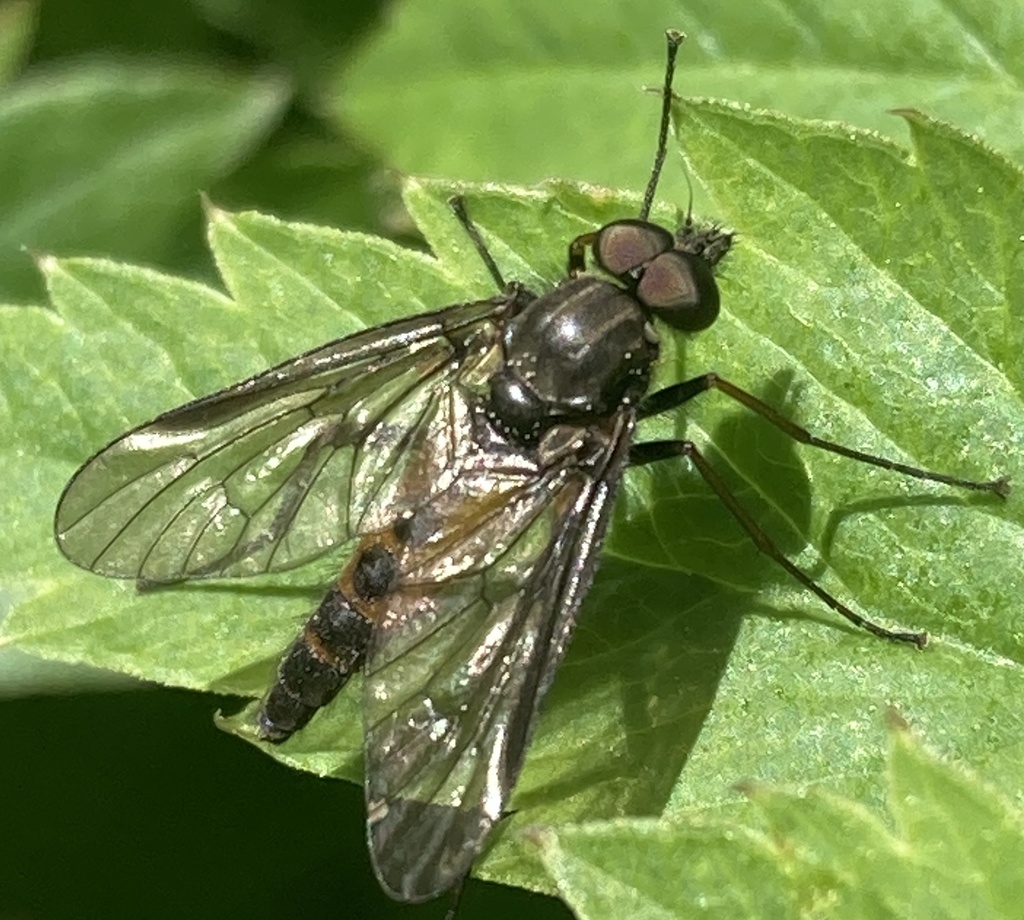 Rhagio dimidiatus