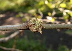 Andricus murtfeldtae