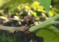Andricus murtfeldtae