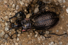 Carabus billbergi