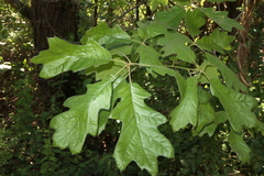 Quercus × willdenowiana