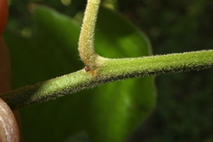 Quercus × willdenowiana