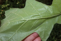 Quercus × willdenowiana