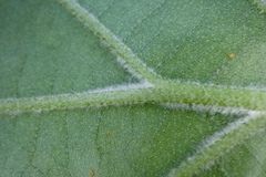 Quercus × willdenowiana