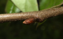 Quercus × willdenowiana