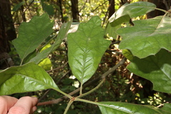 Quercus × willdenowiana