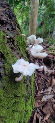 Favolaschia manipularis