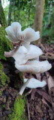 Favolaschia manipularis