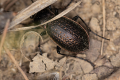 Carabus billbergi