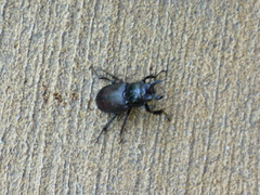 Lucanus placidus