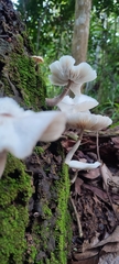 Favolaschia manipularis