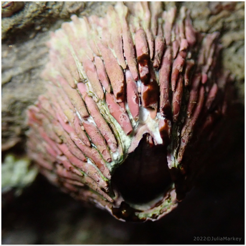 Pink Volcano Barnacle, photo 4 of 10