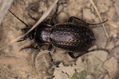 Carabus billbergi