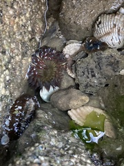 Bunodosoma cavernatum