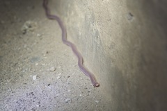 Rena humilis cahuilae