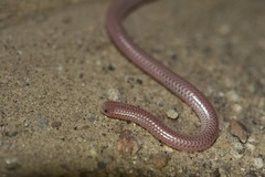 Rena humilis cahuilae