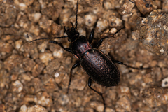 Carabus billbergi