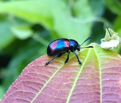 Platycorynus undatus