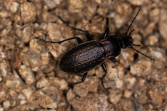 Carabus billbergi
