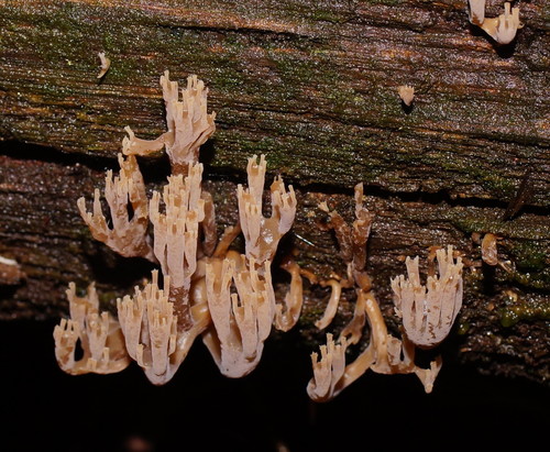 Artomyces austropiperatus image