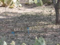 Chondestes grammacus