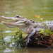 Alligator mississippiensis - Photo (c) jeremy Seto, osa oikeuksista pidätetään (CC BY-NC-SA)
