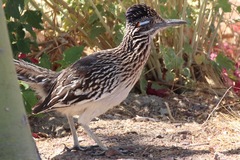 Geococcyx californianus